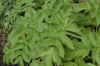 image of Angelica atropurpurea