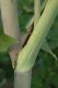 image of Angelica atropurpurea