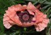 image of Papaver orientalis