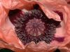 image of Papaver orientalis