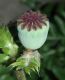 image of Papaver orientalis