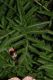 image of Papaver orientalis