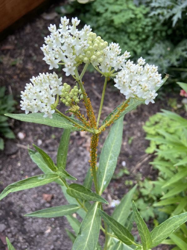 Apocynaceae Asclepias incarnata