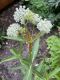 image of Asclepias incarnata
