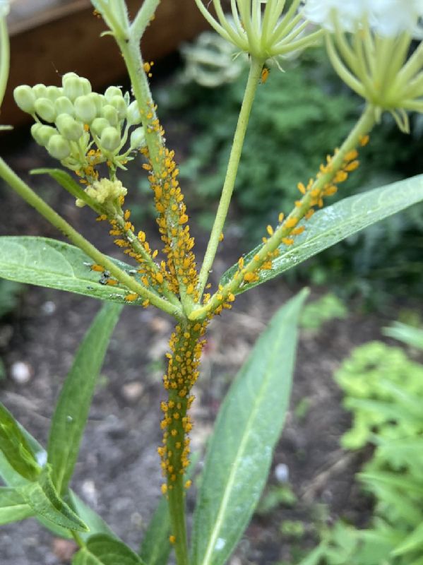 Apocynaceae Asclepias incarnata