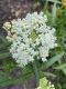 image of Asclepias incarnata