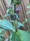 image of Asclepias incarnata