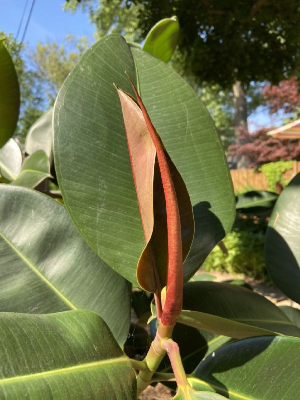 Moraceae Ficus elastica