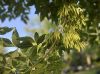 image of Fraxinus americana