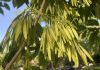 image of Fraxinus americana