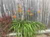 image of Hemerocallis fulva