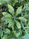 image of Helleborus 
