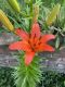 image of Lilium 