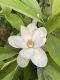 image of Magnolia virginiana