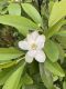 image of Magnolia virginiana