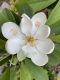 image of Magnolia virginiana