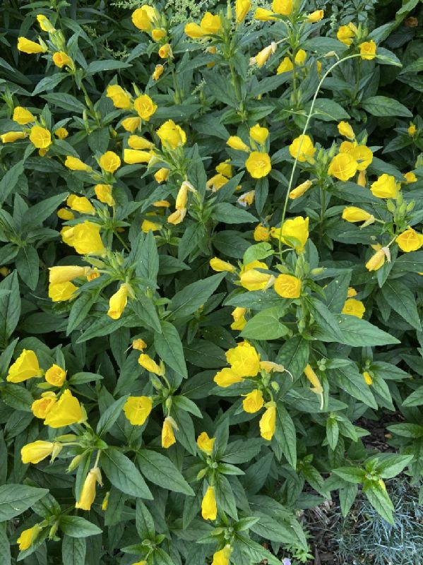 Onagraceae Oenothera 