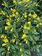 image of Oenothera 