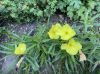 image of Oenothera macrocarpa