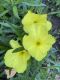 image of Oenothera macrocarpa