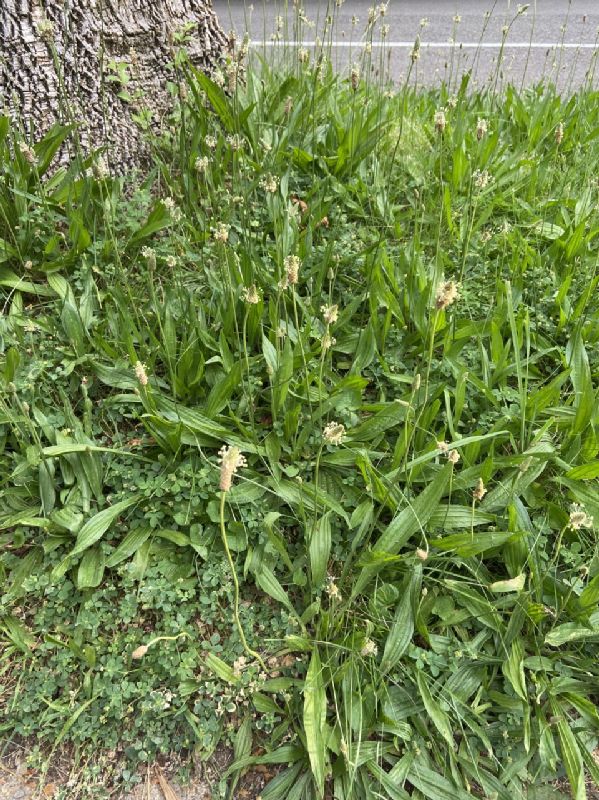 Plantaginaceae Plantago lanceolata