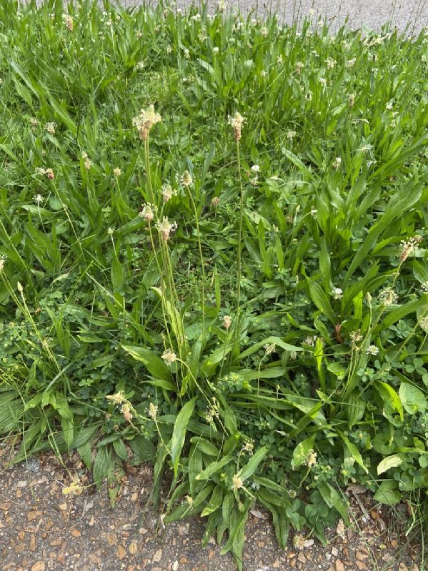 Plantaginaceae Plantago lanceolata