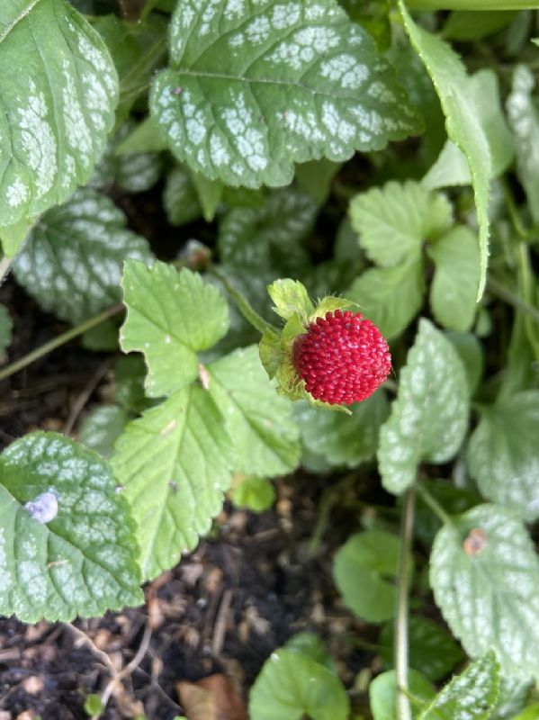 Rosaceae Potentilla indica