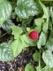 image of Potentilla indica