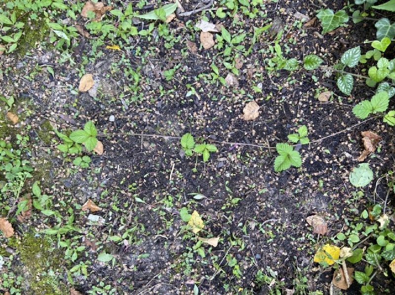 Rosaceae Potentilla indica