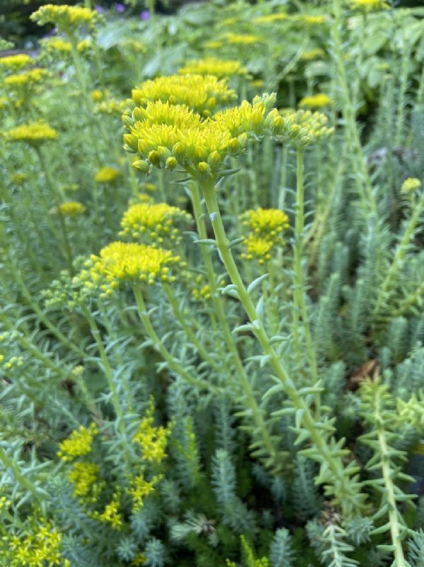 Crassulaceae Sedum reflexum