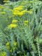 image of Sedum reflexum
