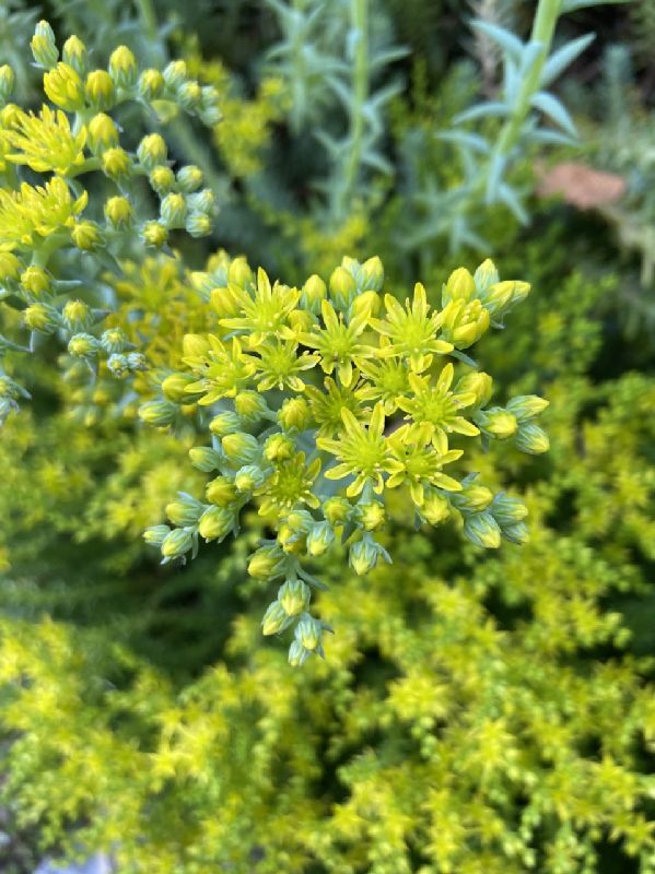 Crassulaceae Sedum reflexum