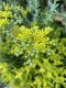 image of Sedum reflexum