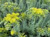 image of Sedum reflexum