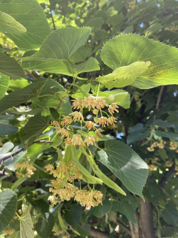 Tiliaceae Tilia americana