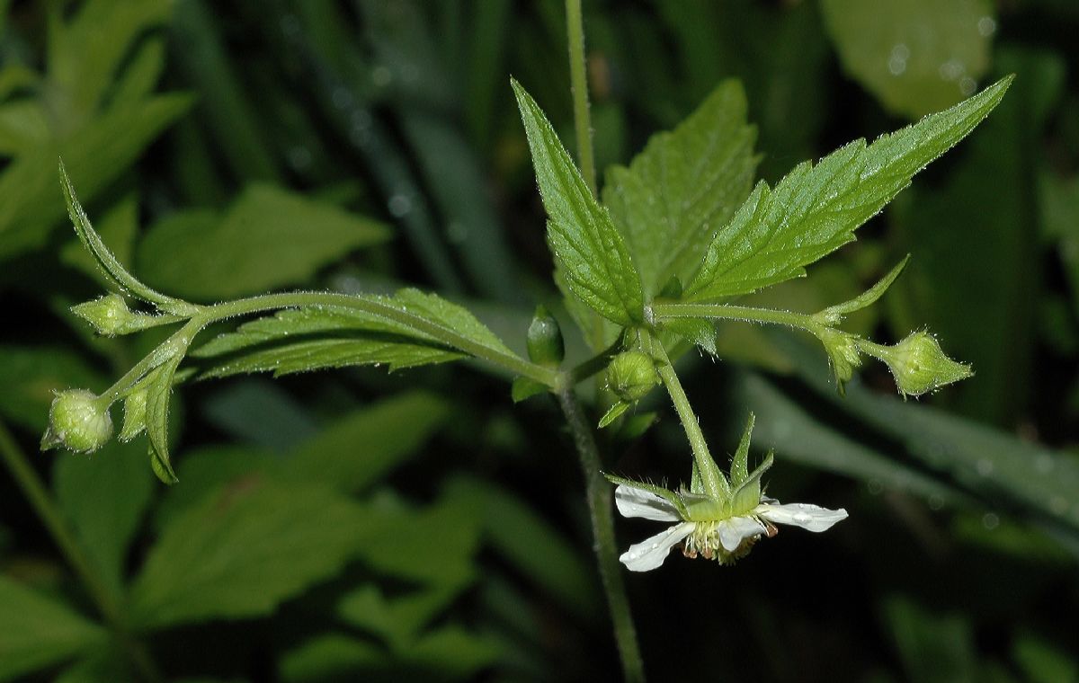 Rosaceae Geum canadense