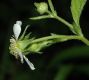 image of Geum canadense
