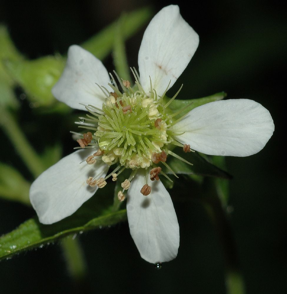 Rosaceae Geum canadense