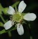 image of Geum canadense
