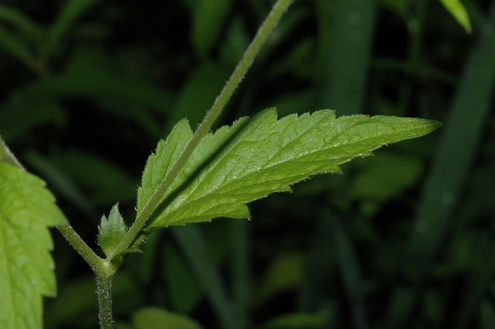 Rosaceae Geum canadense