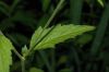 image of Geum canadense
