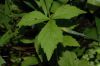 image of Geum canadense