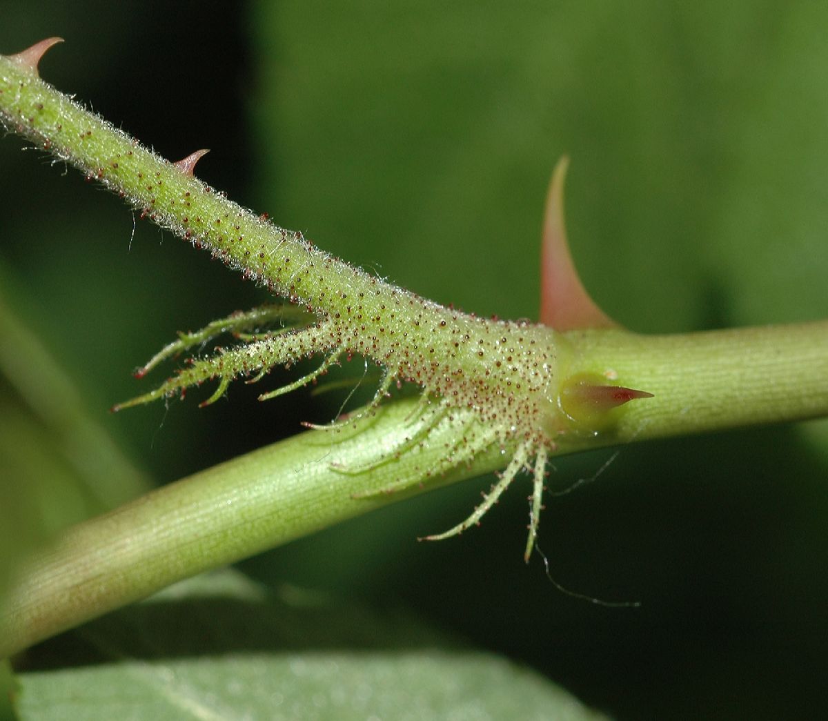 Rosaceae Rosa multiflora