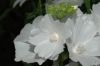 image of Malva moschata