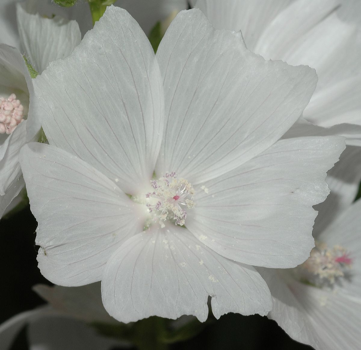 Malvaceae Malva moschata