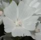 image of Malva moschata