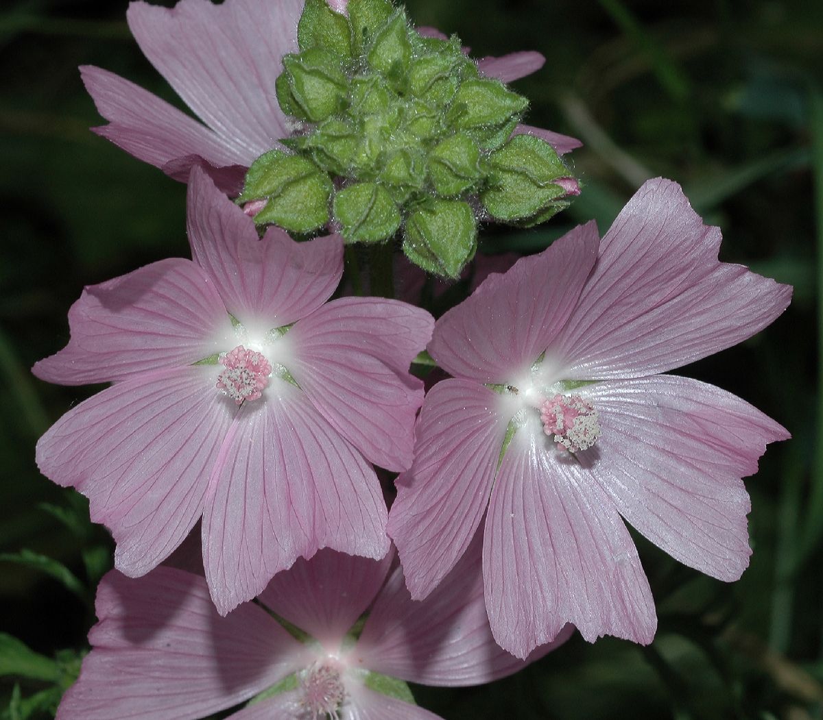 Malvaceae Malva moschata