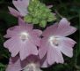 image of Malva moschata