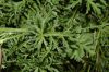 image of Malva moschata