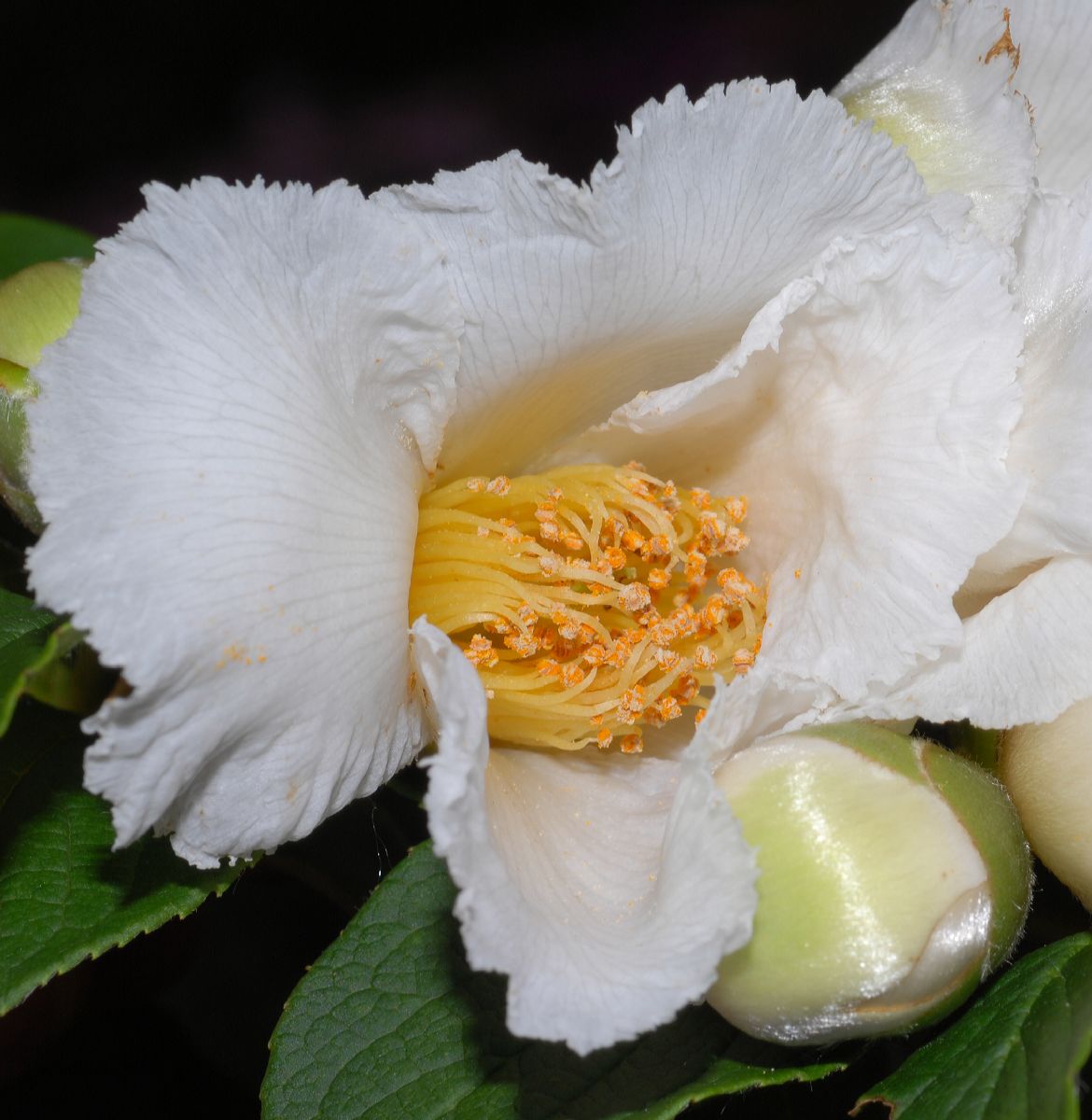 Theaceae Stewartia pseudacamellia